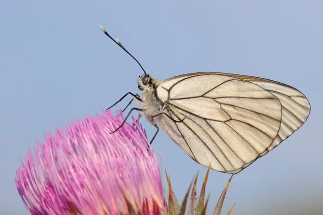 Butterfly Bild på deltagare i utbildning som tittar på storskärm